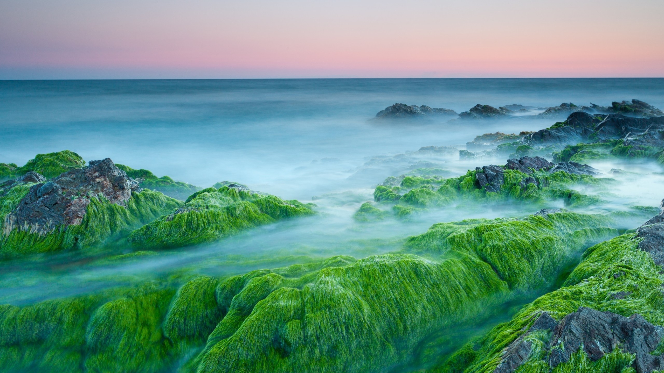 Green Algae On Rocks for 2560x1440 HDTV resolution