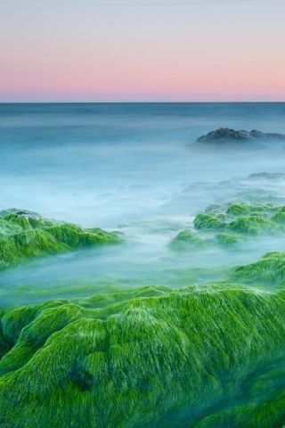Green Algae On Rocks for 320 x 480 iPhone resolution