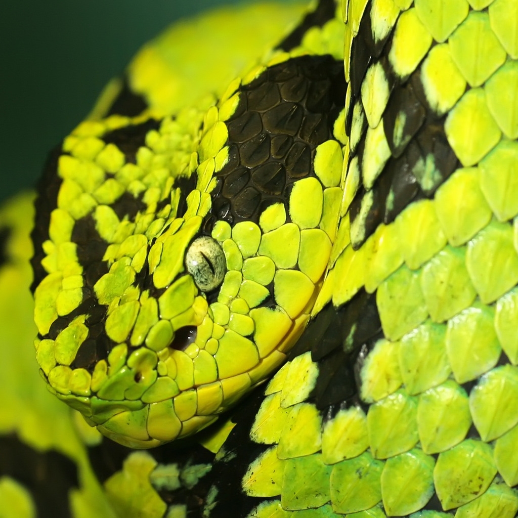 Green and Black Snake for 1024 x 1024 iPad resolution