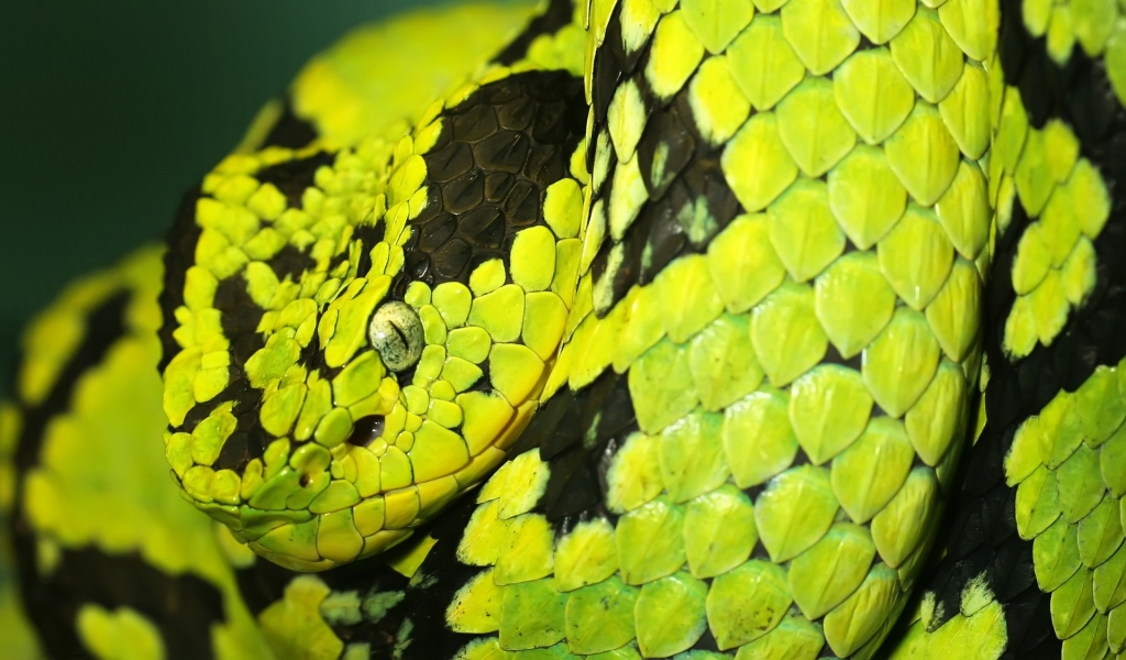 Green and Black Snake for 1024 x 600 widescreen resolution