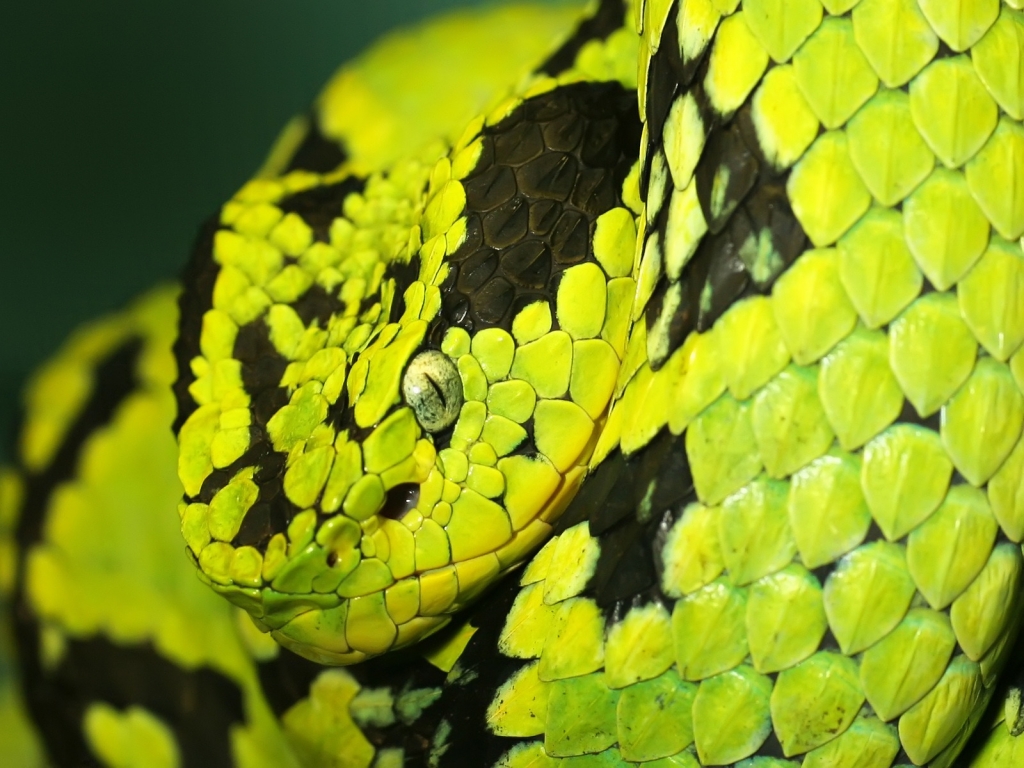 Green and Black Snake for 1024 x 768 resolution