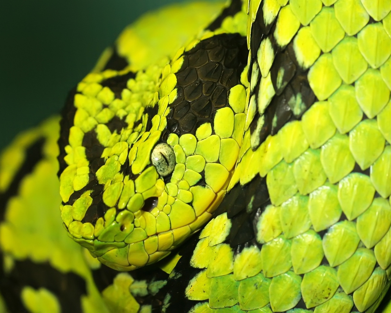 Green and Black Snake for 1280 x 1024 resolution