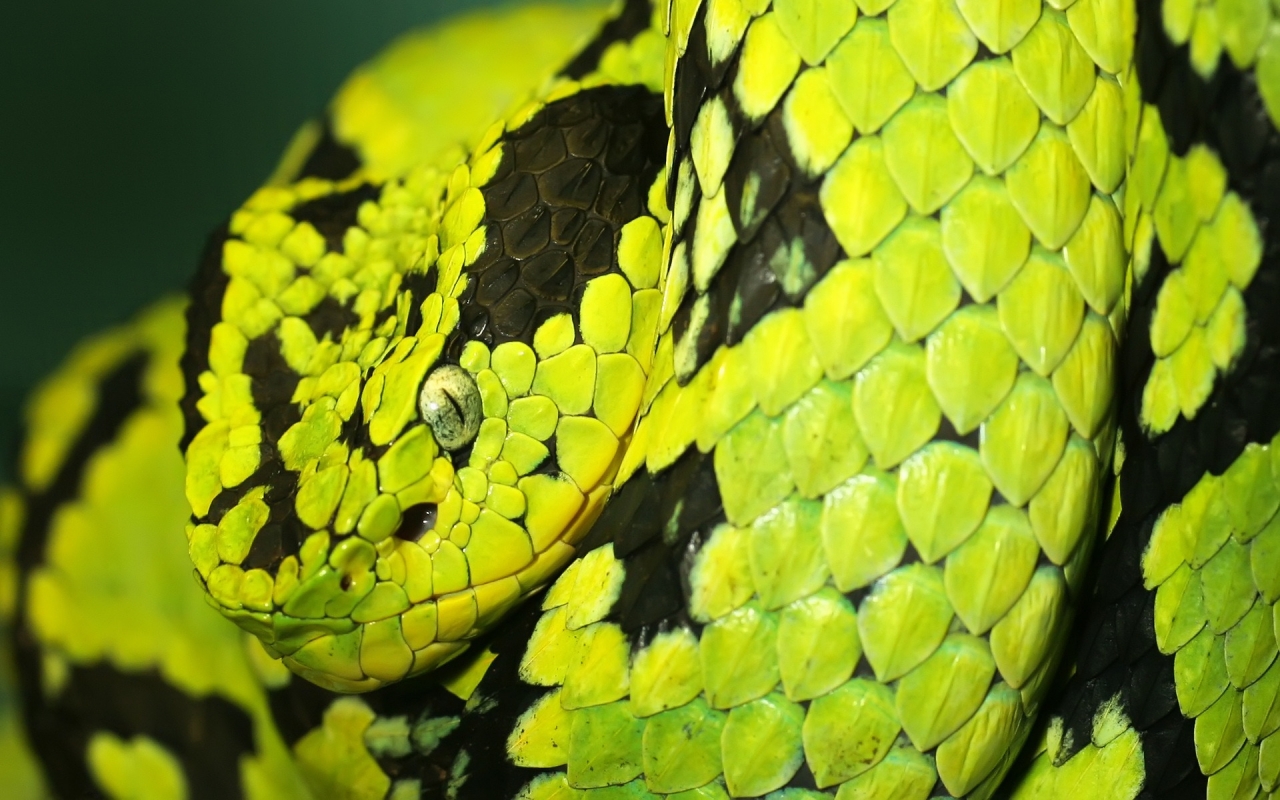 Green and Black Snake for 1280 x 800 widescreen resolution