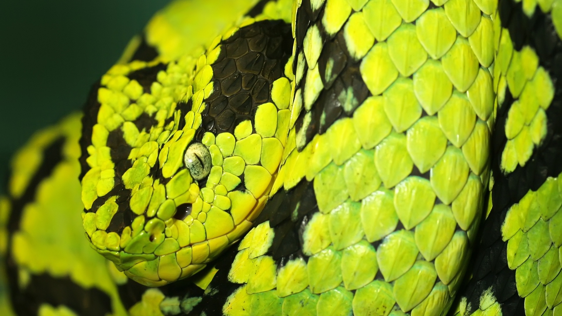 Green and Black Snake for 1920 x 1080 HDTV 1080p resolution