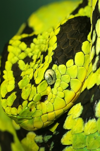 Green and Black Snake for 320 x 480 iPhone resolution