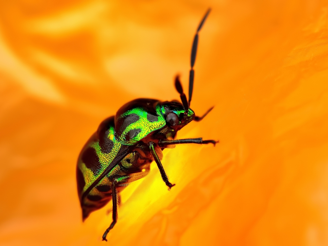 Green Beetle for 1152 x 864 resolution