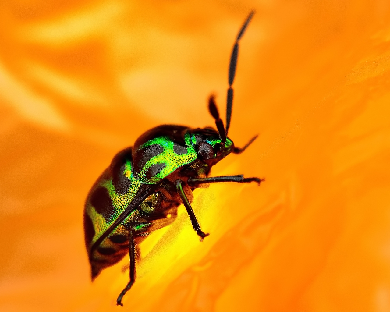 Green Beetle for 1280 x 1024 resolution