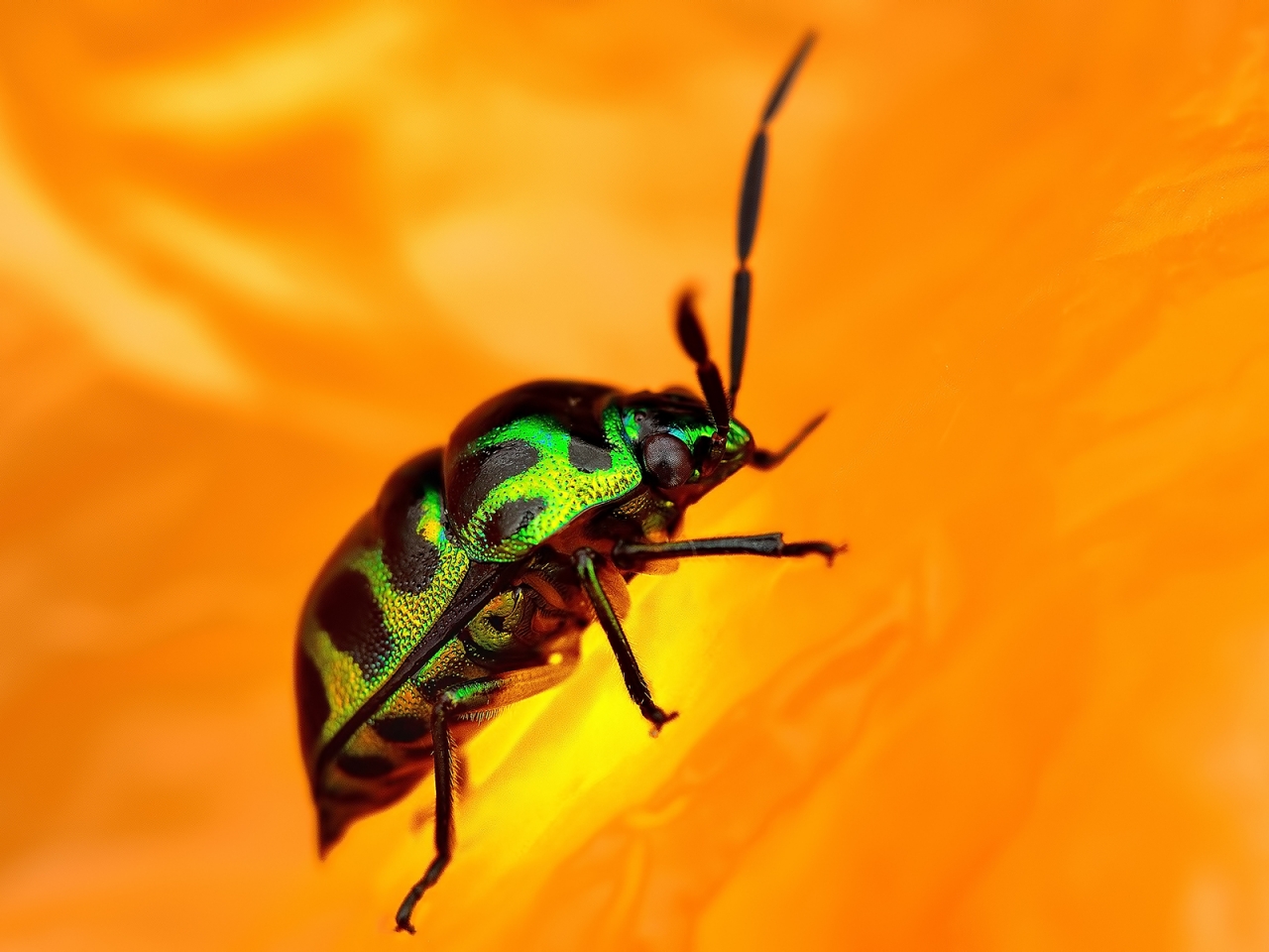 Green Beetle for 1280 x 960 resolution