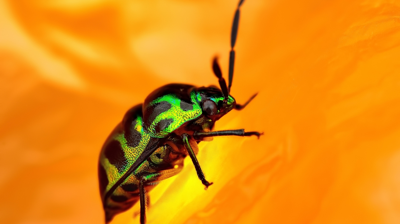 Green Beetle for 1366 x 768 HDTV resolution