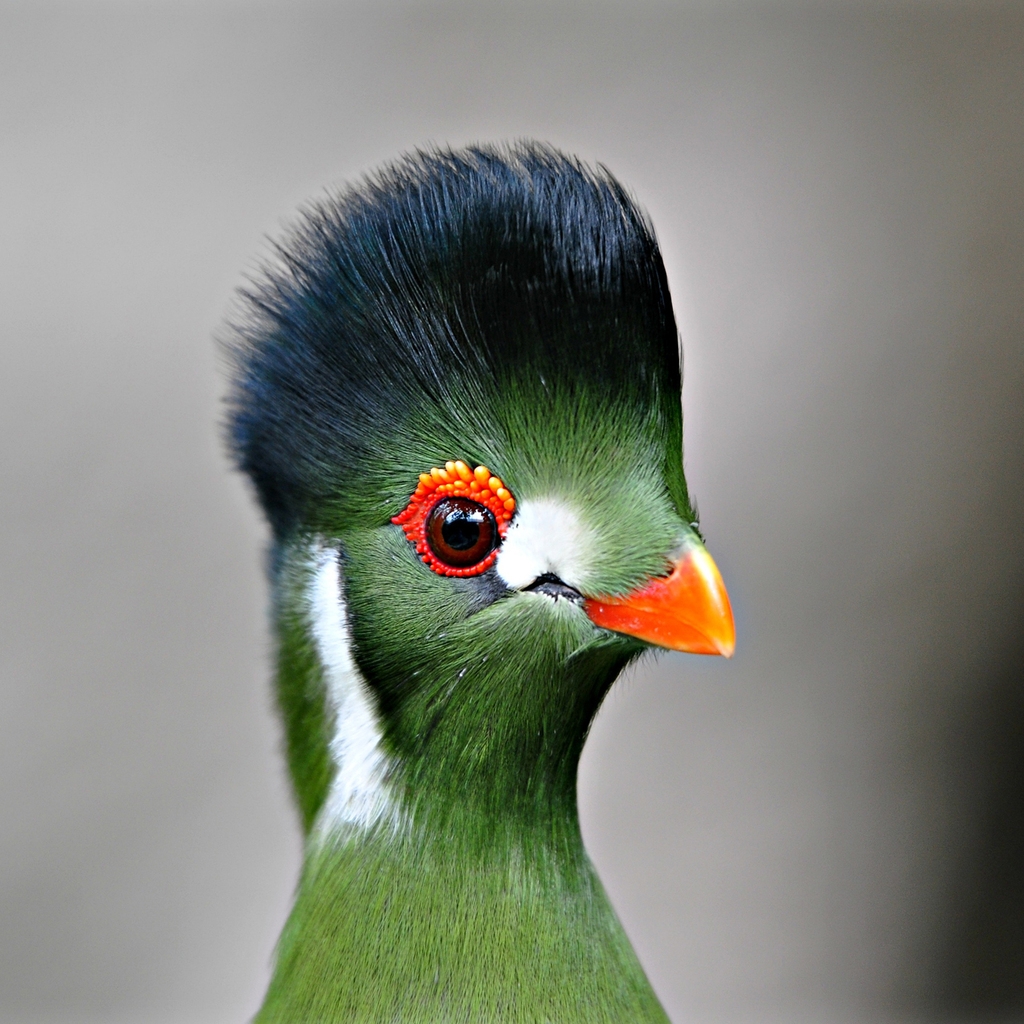 Green Bird Close Up for 1024 x 1024 iPad resolution