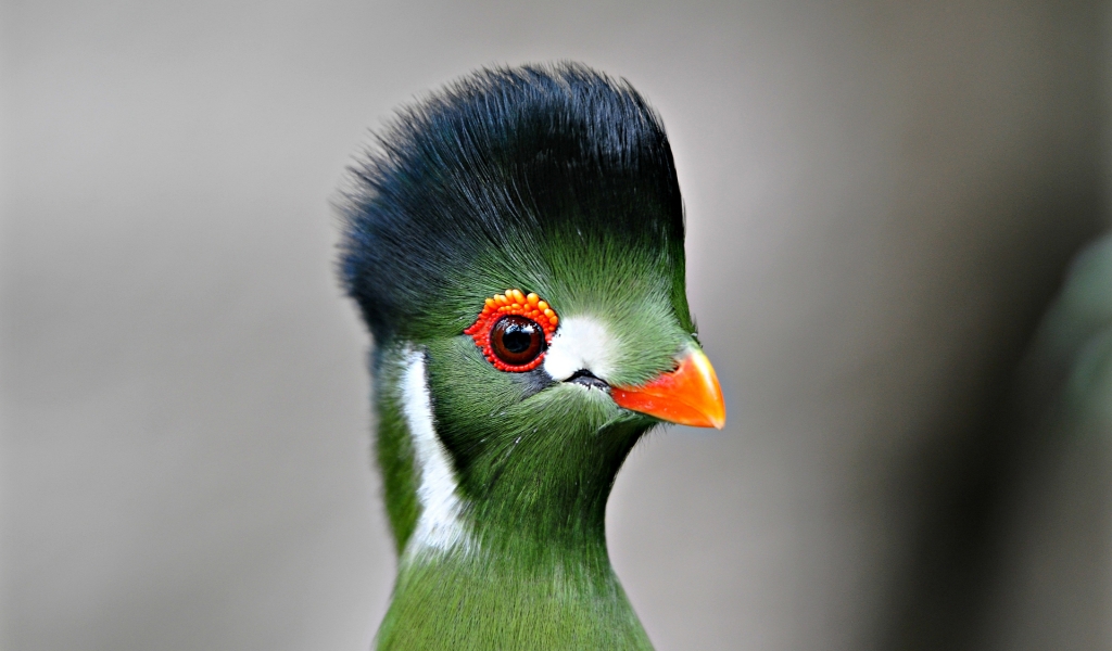 Green Bird Close Up for 1024 x 600 widescreen resolution
