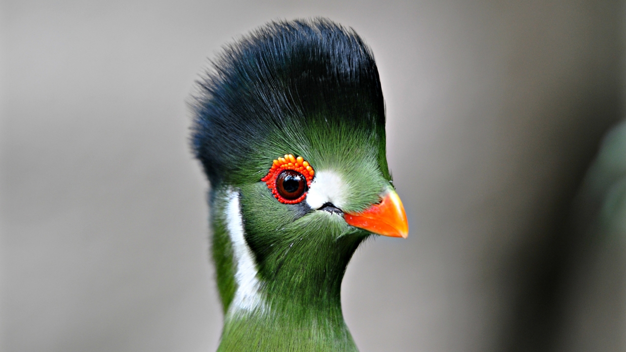 Green Bird Close Up for 1280 x 720 HDTV 720p resolution