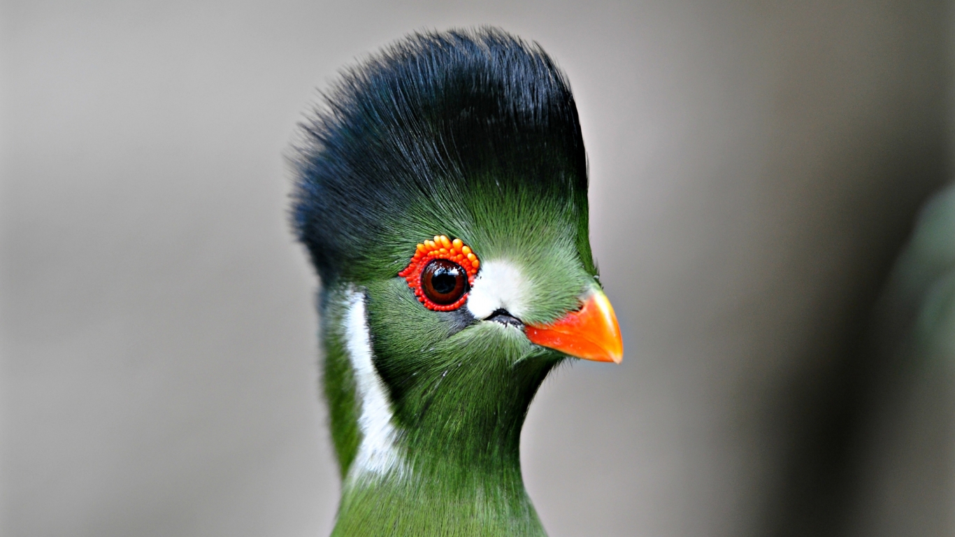 Green Bird Close Up for 1366 x 768 HDTV resolution
