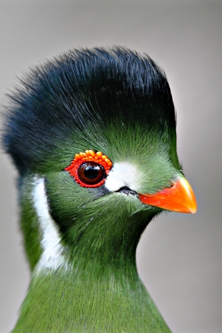 Green Bird Close Up for 320 x 480 iPhone resolution