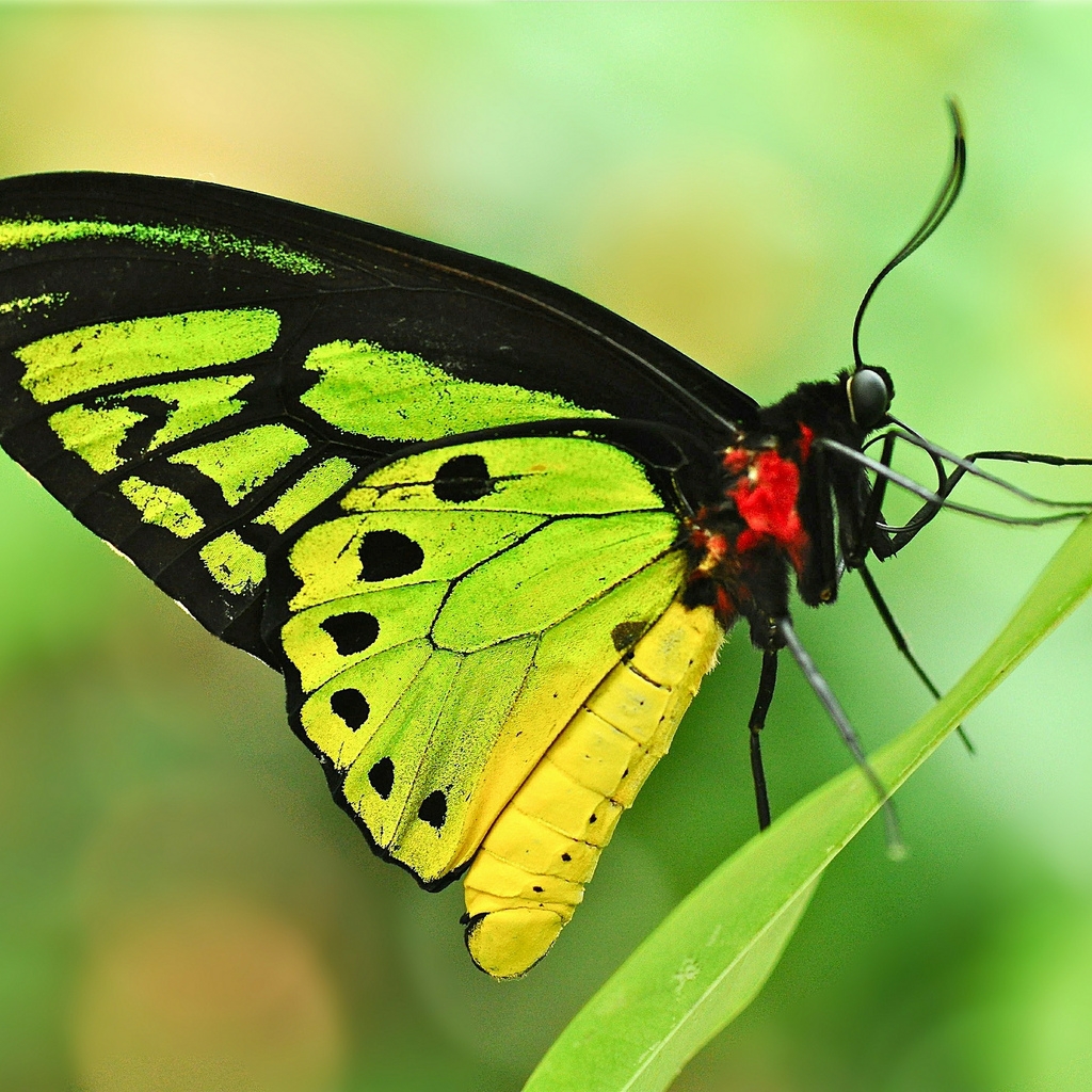 Green Butterfly for 1024 x 1024 iPad resolution