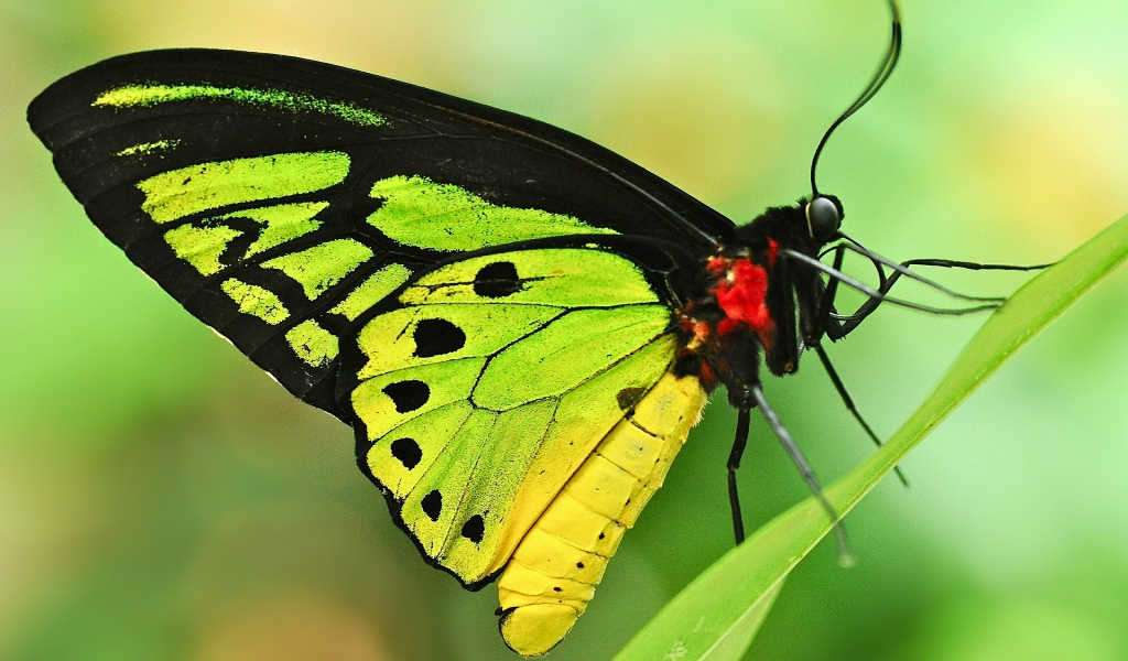 Green Butterfly for 1024 x 600 widescreen resolution
