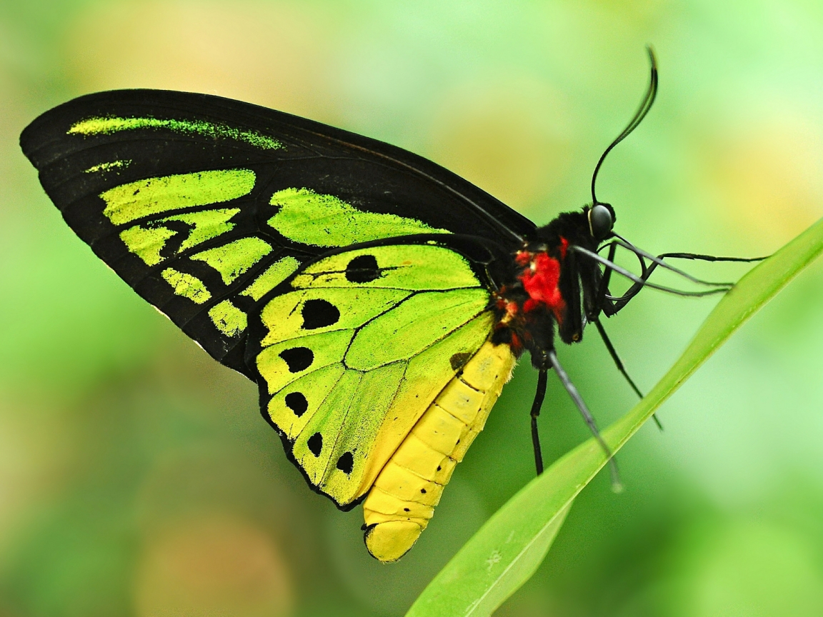 Green Butterfly for 1152 x 864 resolution