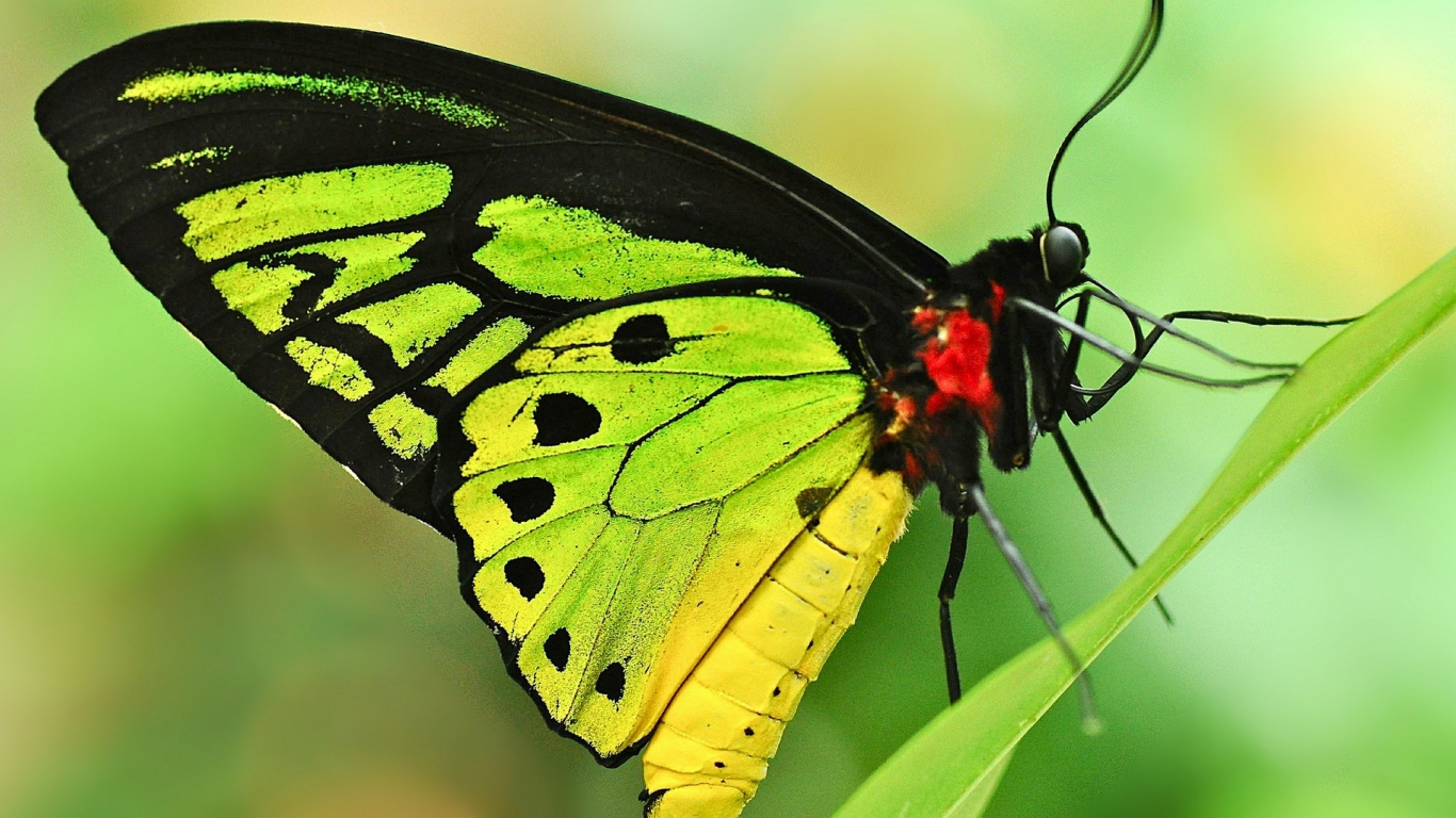Green Butterfly for 1366 x 768 HDTV resolution