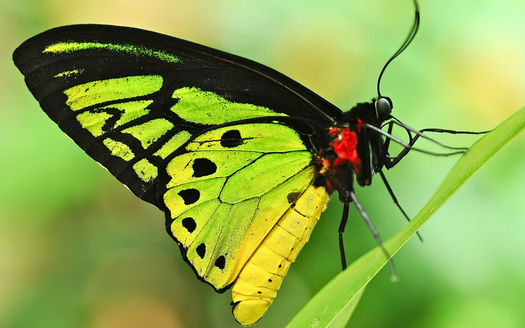 Green Butterfly for 1680 x 1050 widescreen resolution