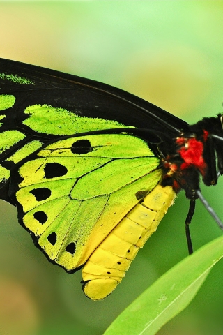 Green Butterfly for 320 x 480 iPhone resolution