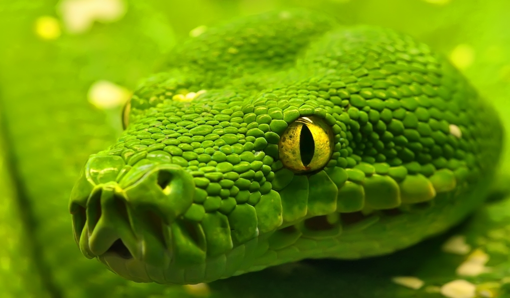 Green Emerald Boa Snake for 1024 x 600 widescreen resolution
