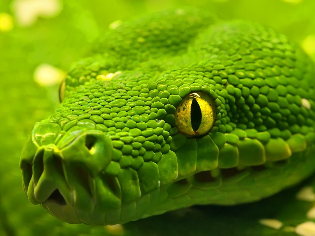 Green Emerald Boa Snake for 1024 x 768 resolution