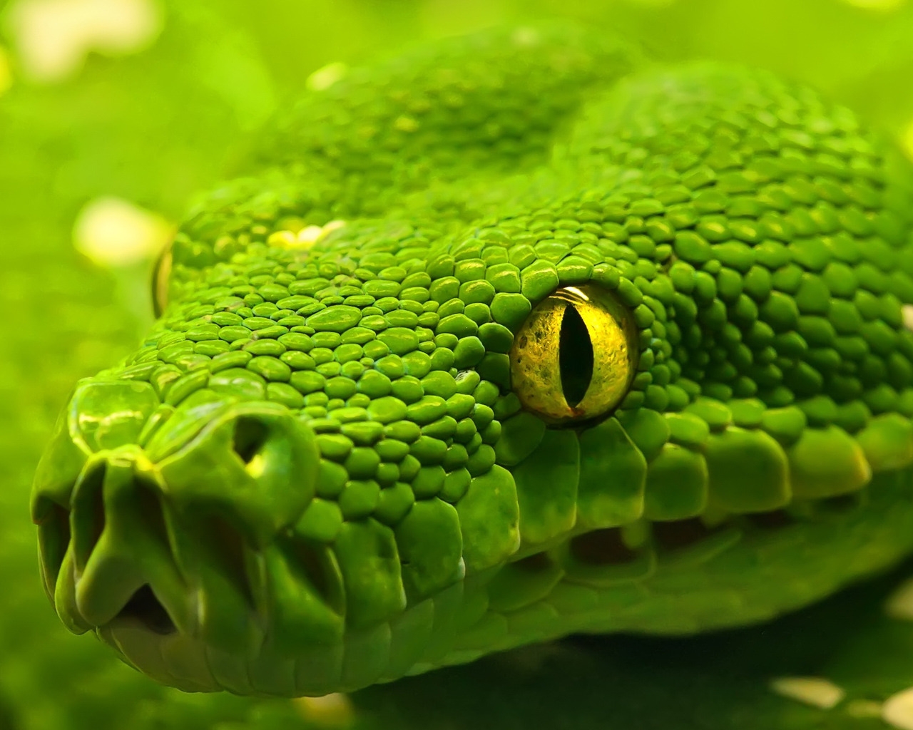Green Emerald Boa Snake for 1280 x 1024 resolution