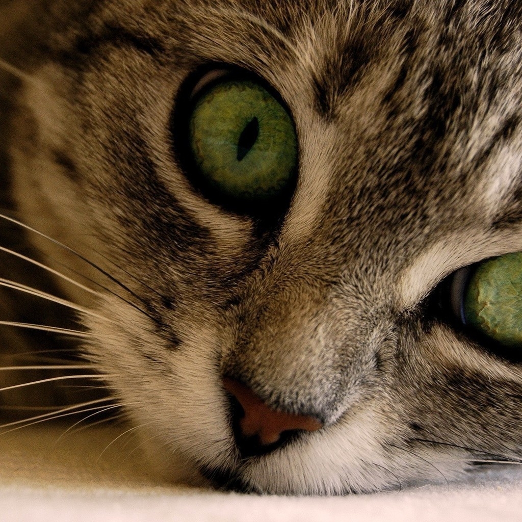 Green Eye Manx Cat for 1024 x 1024 iPad resolution