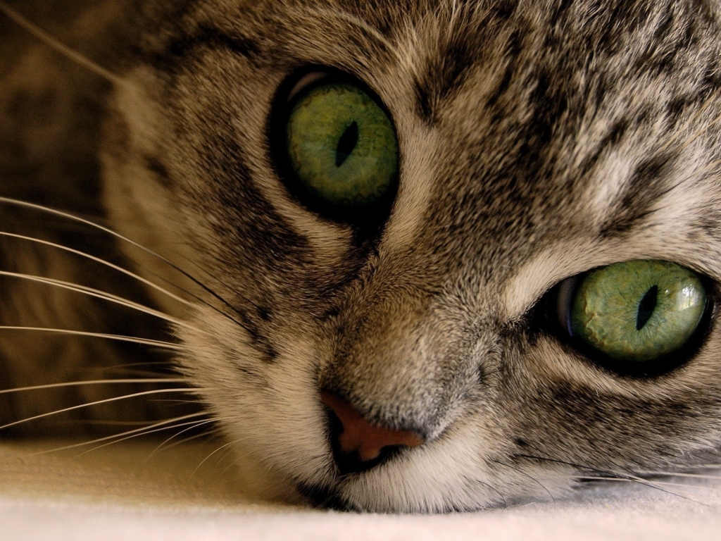 Green Eye Manx Cat for 1024 x 768 resolution