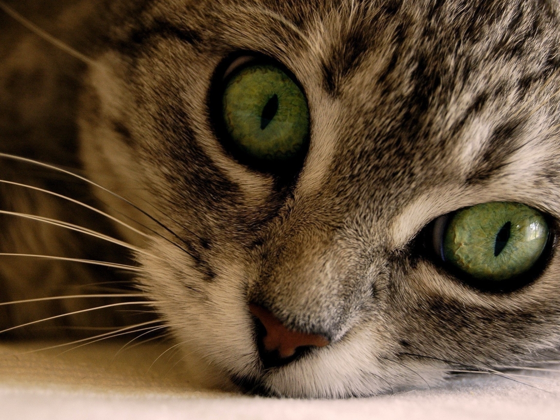 Green Eye Manx Cat for 1152 x 864 resolution
