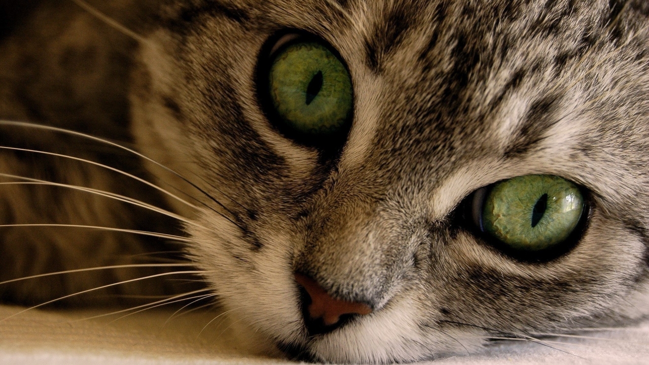 Green Eye Manx Cat for 1280 x 720 HDTV 720p resolution