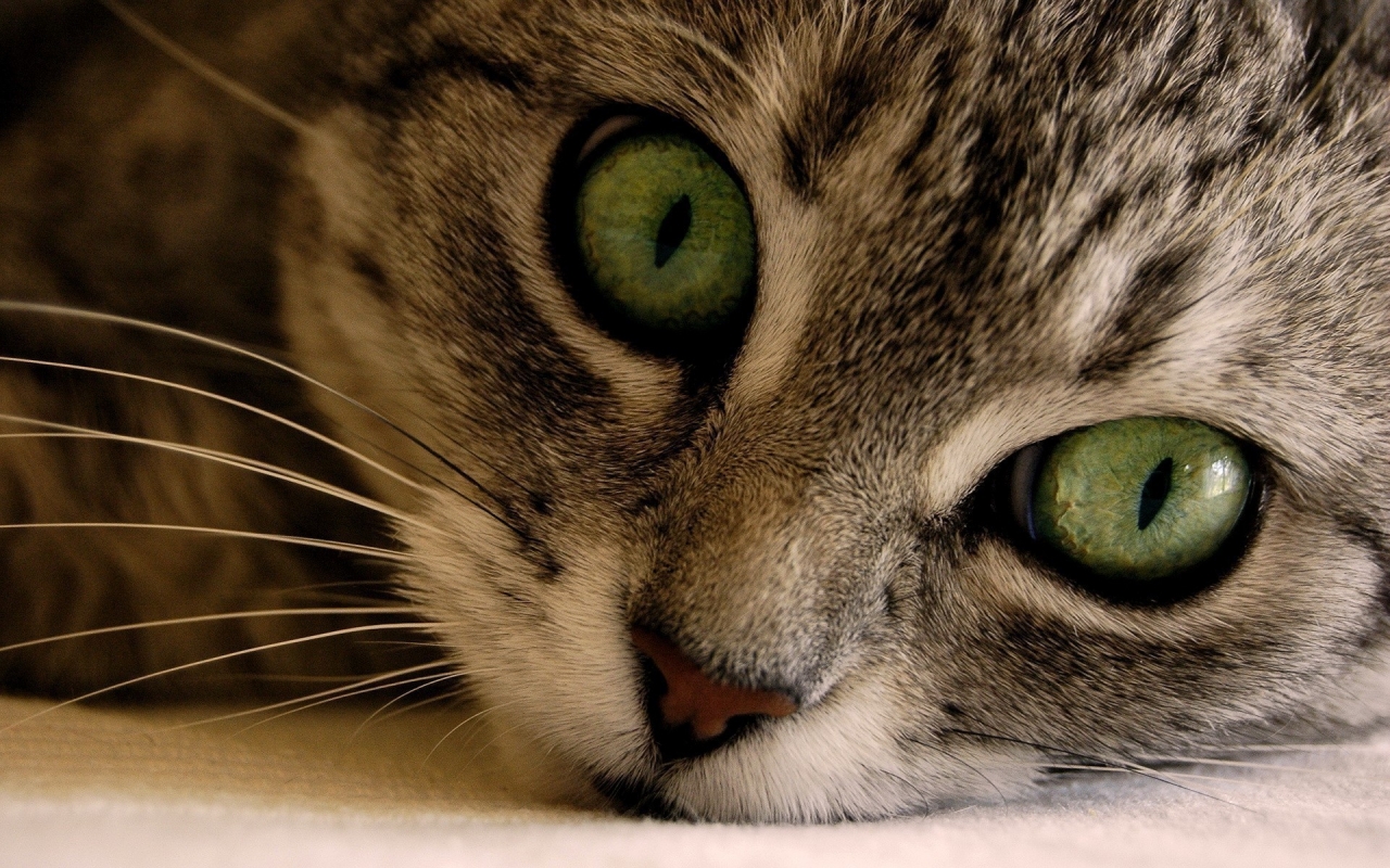 Green Eye Manx Cat for 1280 x 800 widescreen resolution