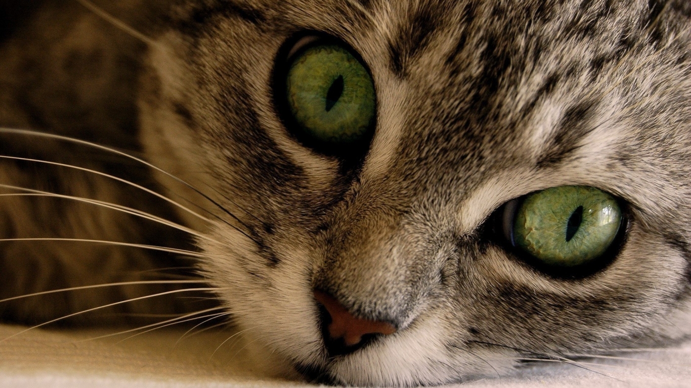 Green Eye Manx Cat for 1366 x 768 HDTV resolution