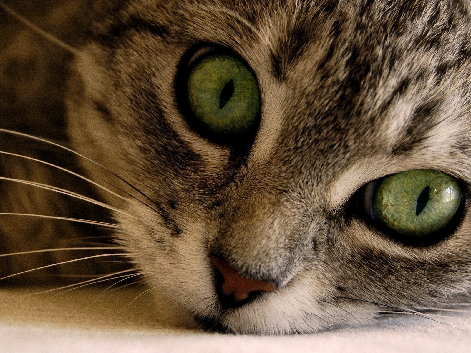 Green Eye Manx Cat for 1600 x 1200 resolution