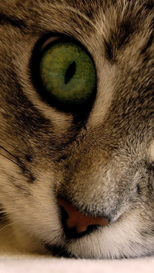 Green Eye Manx Cat for 640 x 1136 iPhone 5 resolution