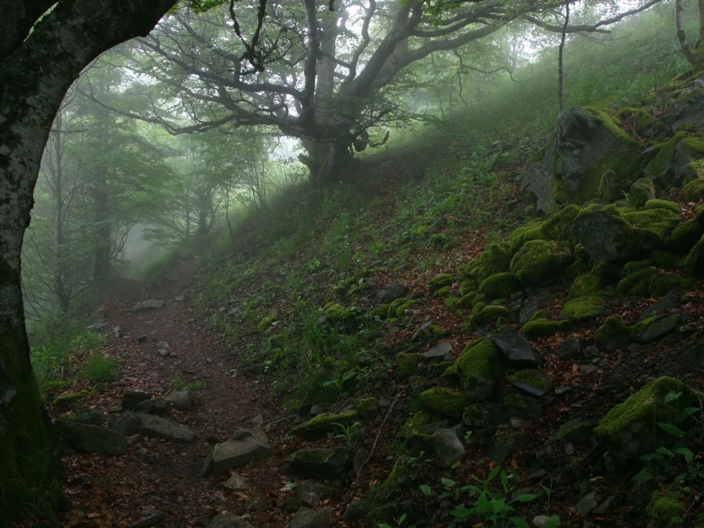 Green Forest for 1024 x 768 resolution