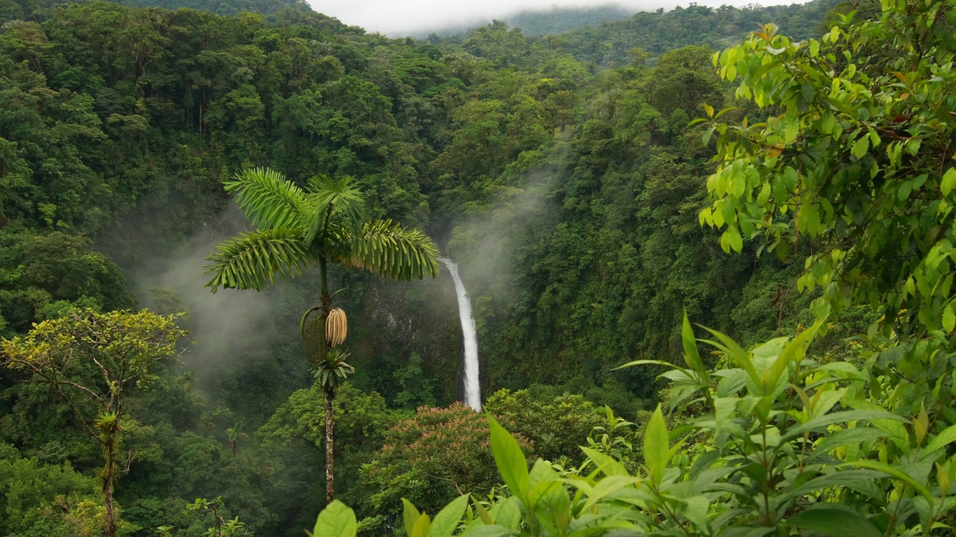 Green Forest Landscape for 1366 x 768 HDTV resolution