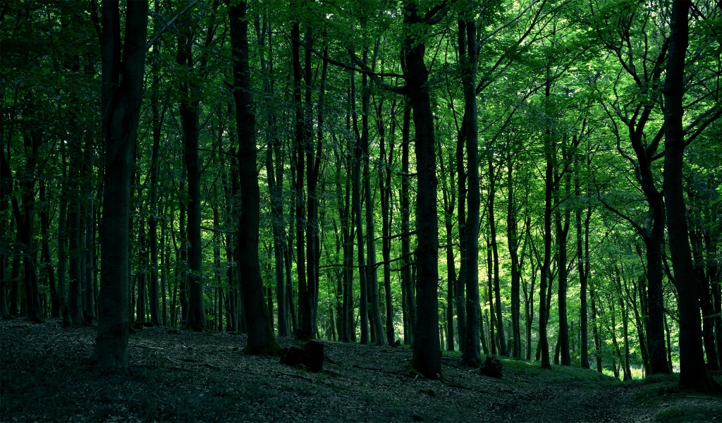 Green Forest Tree for 1024 x 600 widescreen resolution