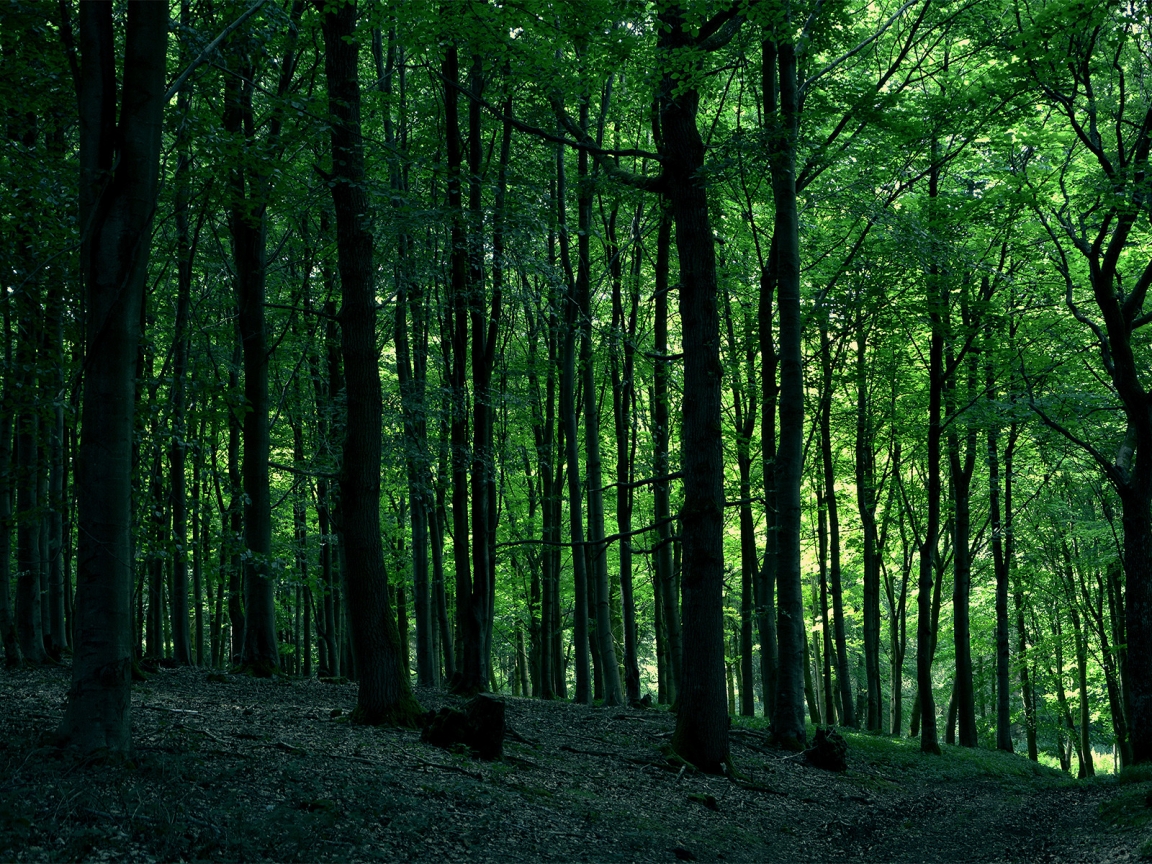 Green Forest Tree for 1152 x 864 resolution