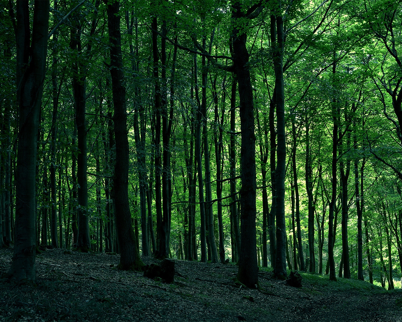 Green Forest Tree for 1280 x 1024 resolution