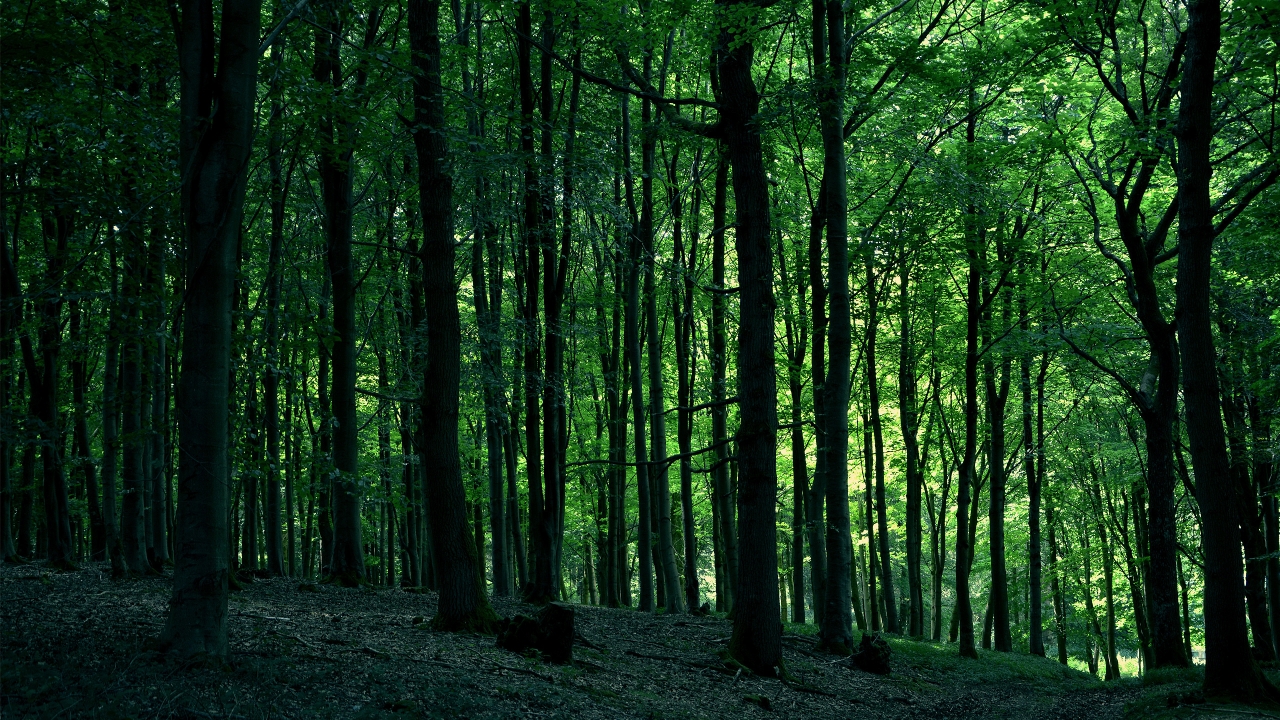 Green Forest Tree for 1280 x 720 HDTV 720p resolution