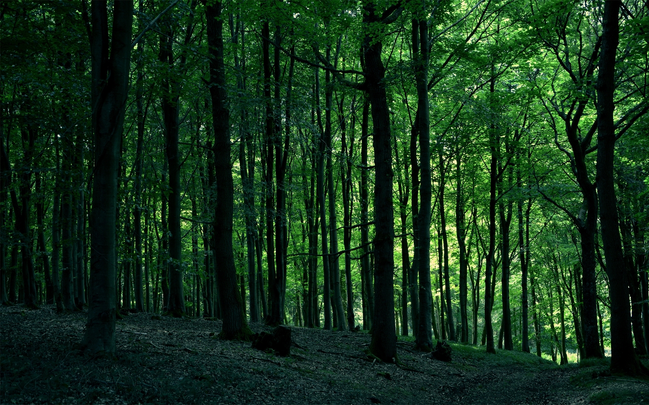 Green Forest Tree for 1280 x 800 widescreen resolution