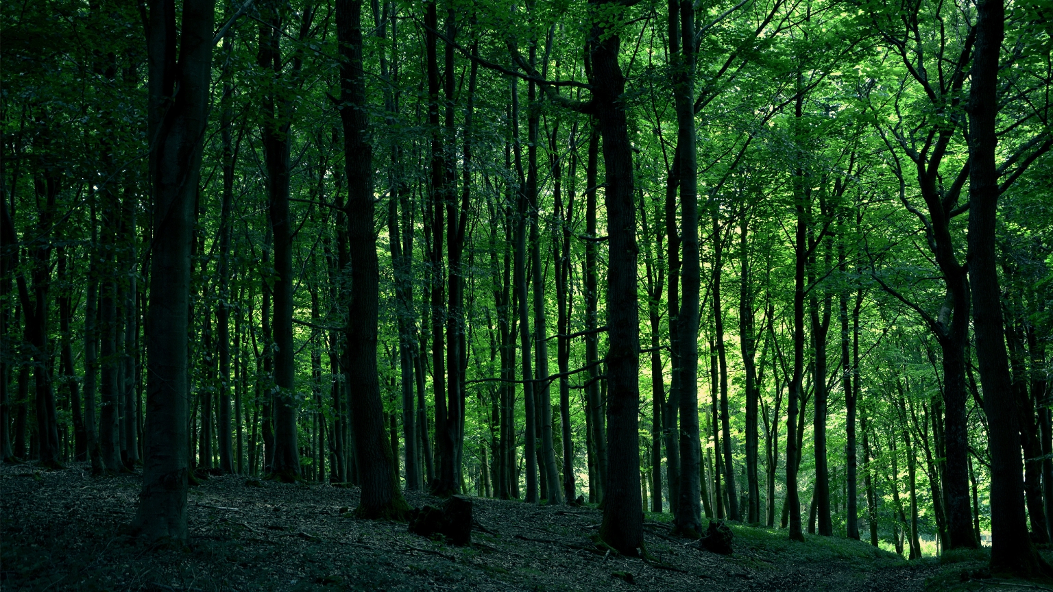 Green Forest Tree for 1536 x 864 HDTV resolution