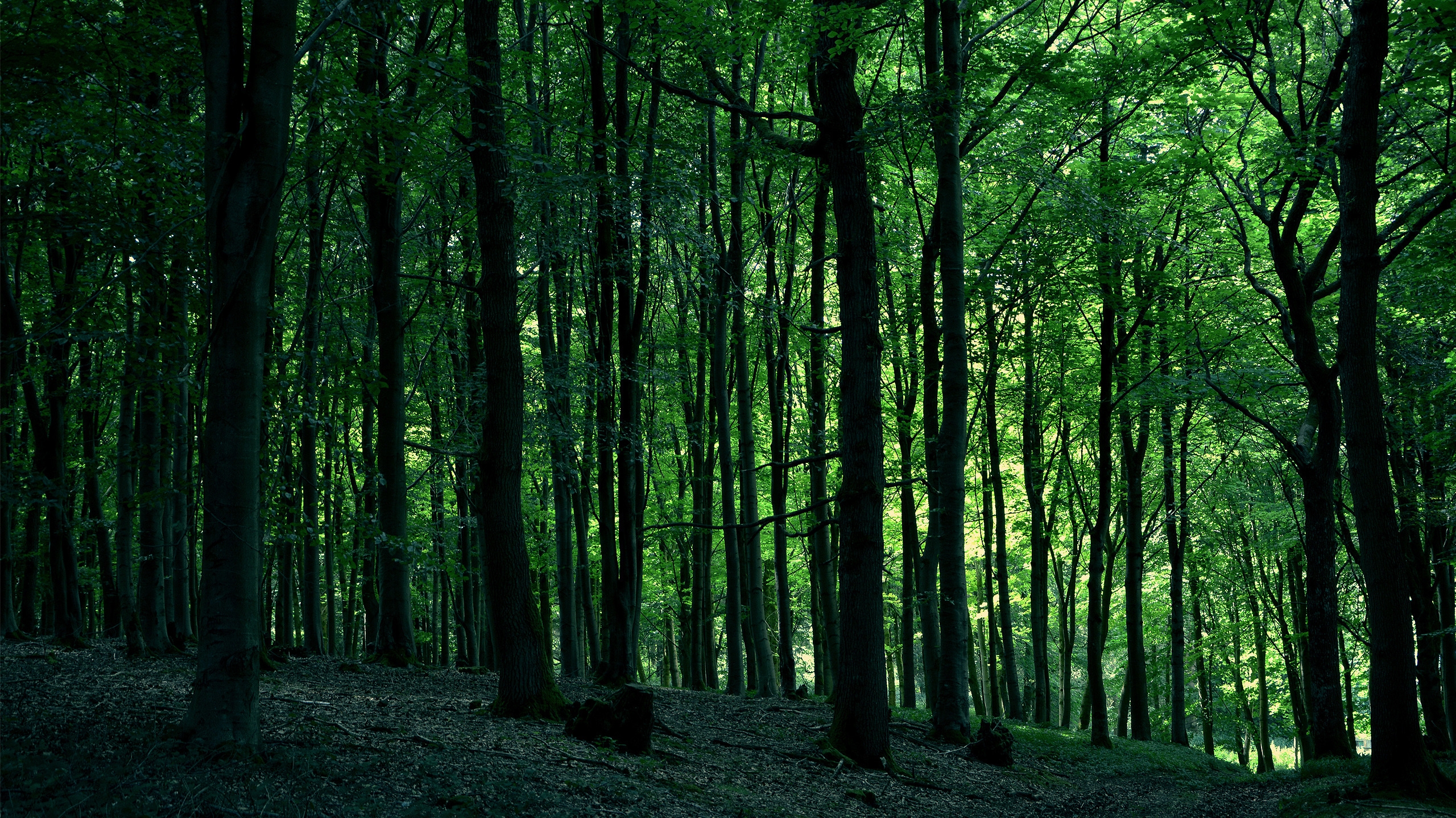 Green Forest Tree for 2560x1440 HDTV resolution