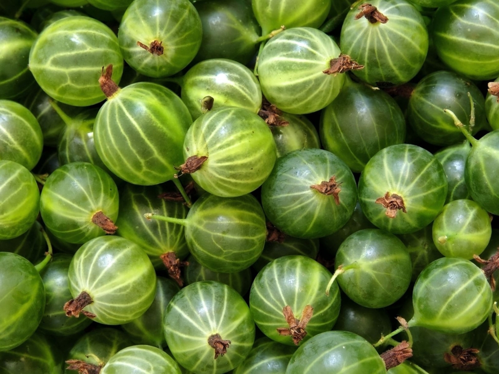 Green gooseberries for 1024 x 768 resolution