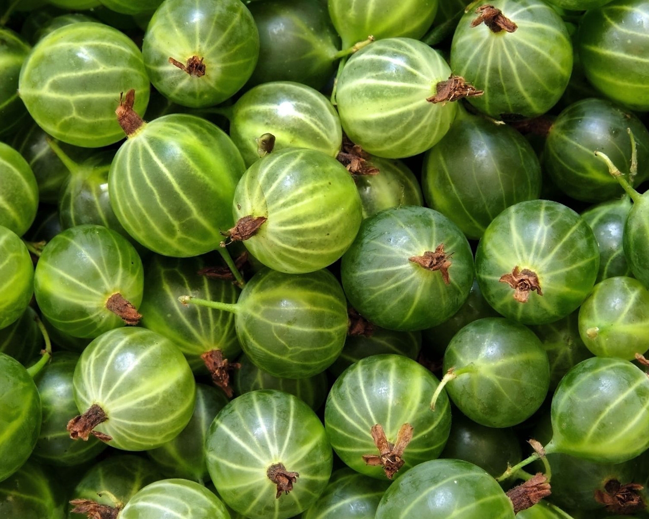 Green gooseberries for 1280 x 1024 resolution