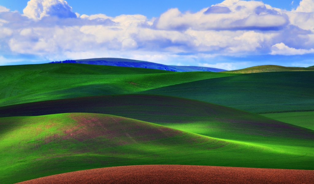 Green Grass Field for 1024 x 600 widescreen resolution
