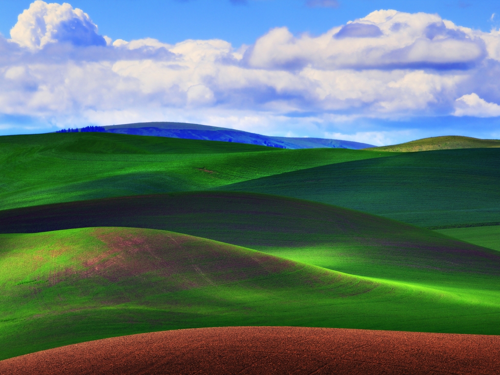 Green Grass Field for 1024 x 768 resolution