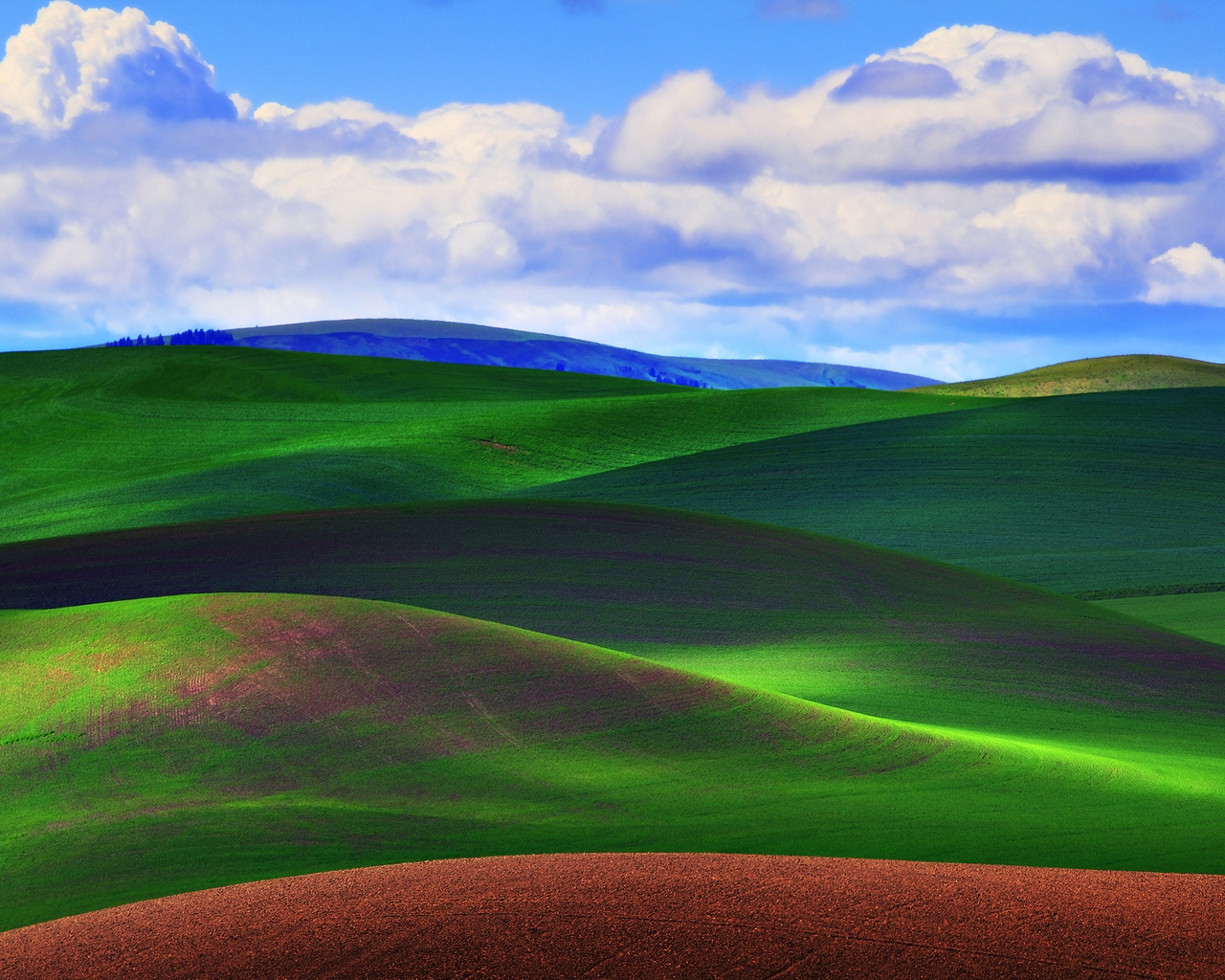 Green Grass Field for 1280 x 1024 resolution