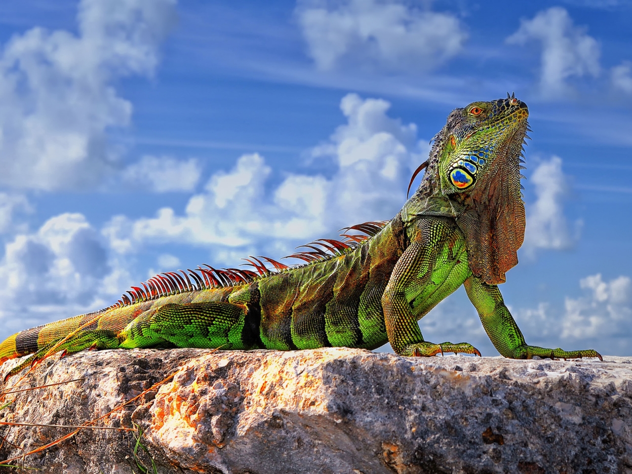 Green Iguana  for 1280 x 960 resolution
